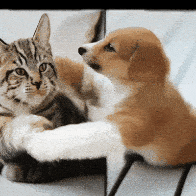 Animals Hug Video Generation