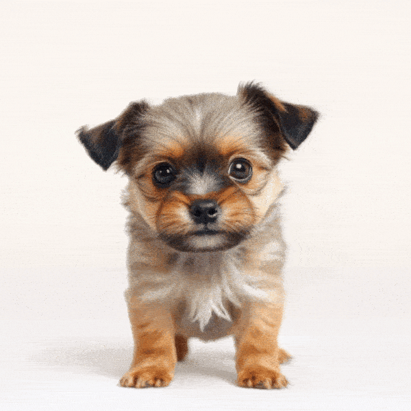 Animal Story Talker with Omnihuman